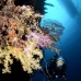 coral_soft_tn_beqa_v_0130_fij7169.jpg